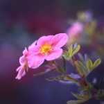 40 Makro/HDR fotiek rosy a kvetov 40 Makro/HDR fotiek rosy a kvetov