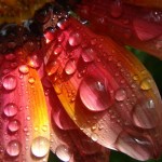 BeautifulDewDrops27 BeautifulDewDrops27