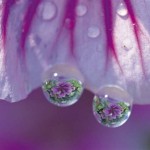 BeautifulDewDrops29