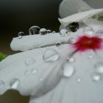 BeautifulDewDrops33 BeautifulDewDrops33