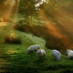 Morning-Glory-5