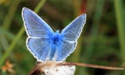 14 skvelých fotiek motýľov