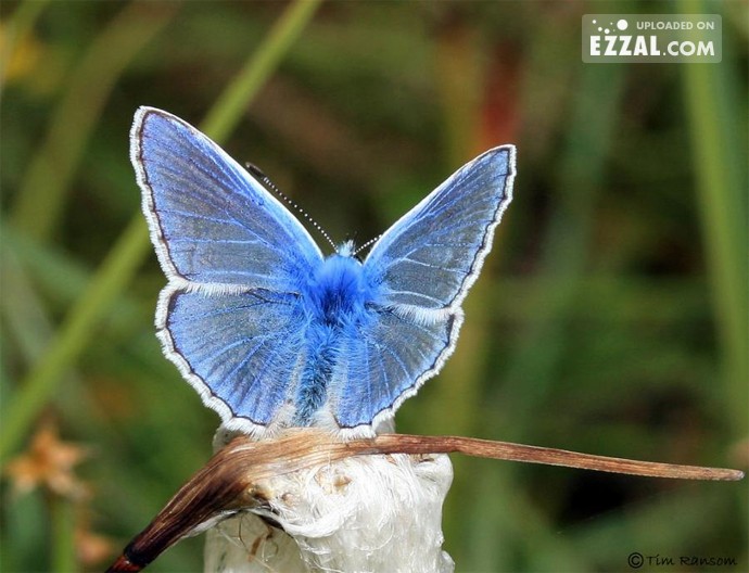 14 skvelých fotiek motýľov