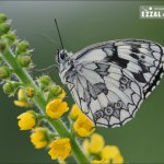 14 skvelých fotiek motýľov 14 skvelých fotiek motýľov