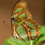 green-and-brown green-and-brown