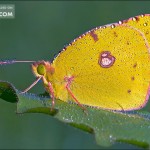yellow-butterfly