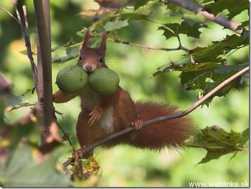 Veveričky na amfetamínoch