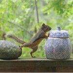 squirrel7_thumb