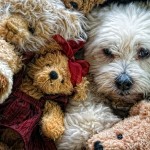 dog-amongst-surrounded-by-teddy-bears dog-amongst-surrounded-by-teddy-bears