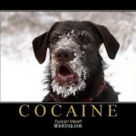 weblinks_sk_haluze_fun12 weblinks_sk_haluze_fun12