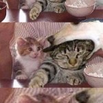 weblinks_sk_haluze_fun29