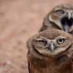 weblinks_sk_zabava_fun_sova13 weblinks_sk_zabava_fun_sova13