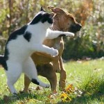 ninja macky haluze zabava nuda ninja cat weblinks_sk13 ninja macky haluze zabava nuda ninja cat weblinks_sk13