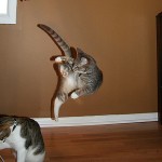 ninja macky haluze zabava nuda ninja cat weblinks_sk16