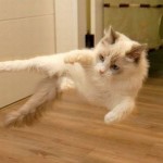 ninja macky haluze zabava nuda ninja cat weblinks_sk21 ninja macky haluze zabava nuda ninja cat weblinks_sk21