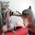 ninja macky haluze zabava nuda ninja cat weblinks_sk26