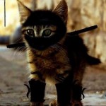 ninja macky haluze zabava nuda ninja cat weblinks_sk32