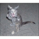 ninja macky haluze zabava nuda ninja cat weblinks_sk5