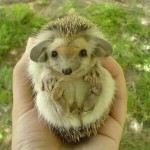 hedgehog_with_big_ears_2