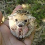 hedgehog_with_big_ears_4