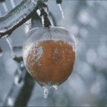 ice-and-sea-19