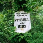 pitbullll