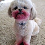 weblinks_sk-haluze-codopinky11 weblinks_sk-haluze-codopinky11