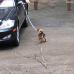 weblinks_sk obrazkoviny haluze_26_8