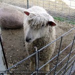 emo-sheep