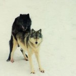 weblinks_sk obrazkoviny18 weblinks_sk obrazkoviny18