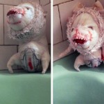 scary-dolls12