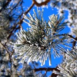 Winter branch of a fur-tree. The Christmas is fast