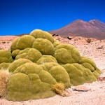 yareta+llareta+1 yareta+llareta+1