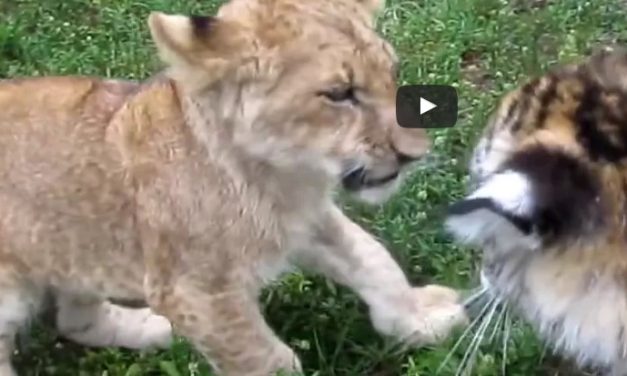 Baby levíča a baby tigríča