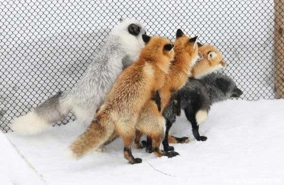 Haluz na dnes: Firefox Plugins :)