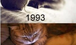 Mačičky vtedy a dnes..